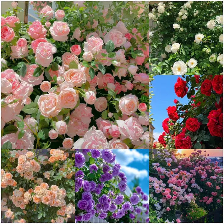 🌹 Elegant Climbing Rose Flower Seeds- Rare Seeds (2 Plant Growth Supplement Free)